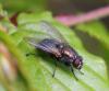 Eudasyphora sp.